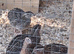 Coturnix Quail