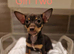 3 chocolate and tan Chihuahua puppies