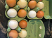 Day old chicks for sale