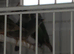 Forbes parrot finches