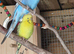 1 male 1 female budgie available