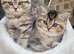 Chinchilla Scottish kittens