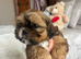 Two beautiful Shih Tzu puppies for sale