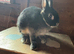 Selection of Netherland dwarf