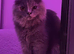 Beautiful 1y old female blue tortoise shell scottish fold needs new home