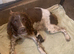 English Springer Spaniel Puppies