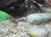 Long fin bronze corydoras