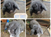 Beautiful litter of mini lion lop ready reverse
