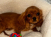 Beautiful Cavalier King Charles