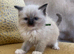 Pure Ragdoll kittens stunning 2 left