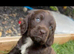 Working cocker spaniel puppies