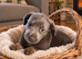 French bull weaner puppies