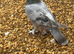 Turkish tumbler pigeon