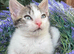 ADORABLE FEMALE KITTEN READY NOW