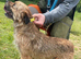 BORDER TERRIER STUD SLEM TESTED CLEAR