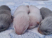 Standard ferret hobs