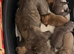 Staff cross micro pocket bully pups
