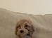 Darla