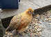 Satin Silkie growers male and females