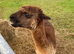 Phil the alpaca