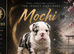 EXCEPTIONAL OLDE ENGLISH BULLDOG PUPPIES