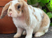 Young Mini Plush Lops available. Hypoallergenic fur.