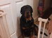 Rottweiler bitch
