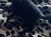 2 black kittens ready now.