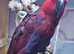 Female eclectus parrots