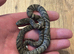 Cb26 baby Russian rat snakes