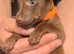 Patterdale Terrier puppies