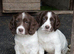 Gorgeous Cheeky Springer Spaniel Pups