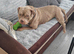 American Bully Pocket