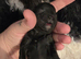 Beautiful puppy Shitsu's
