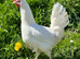 POINT OF LAY HENS. BLUE EGGERS, OLIVE EGGERS, RAINBOW EGGERS AND MORE!