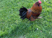 Stunning red cockerel + beloved wife