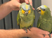 Tame handreard orange -winged Amazon