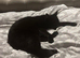 Lap cat - cuddly Black female cat called Beauty
