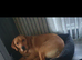 fox red lab