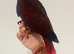 Hand reared eclectus for sale