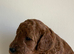 Deep red toy poodles only a boy available (Reduced)