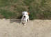 Jack Russell Puppies for Sale