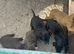Beautiful lurcher pups mixed colours
