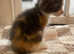 Mainecoon x ragdoll kittens