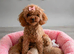 Last girl Asian poodle puppy ready now