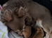 1 boy now available Long Coat Chihuahua puppies