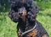 Gorgeous Jackapoo puppy