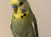 Semi tame budgie