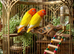 Lutino birds for sale