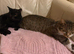 Two bonded cats